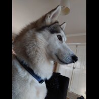 Siberian Husky