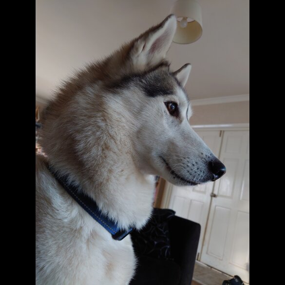 Siberian Husky