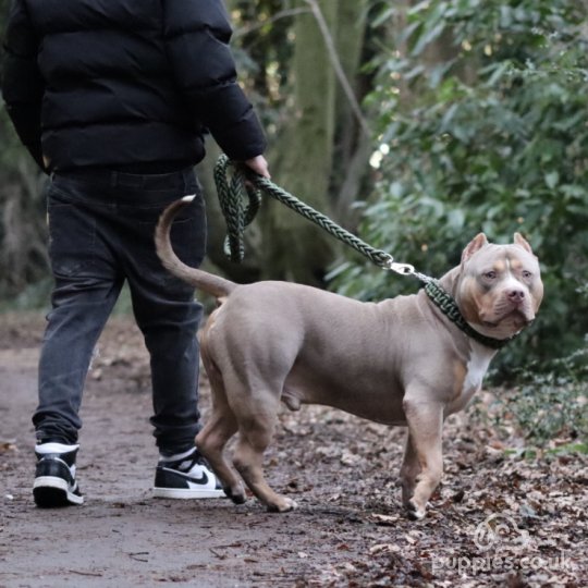 American Bulldog