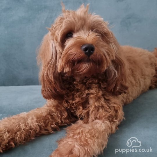 Cavapoo