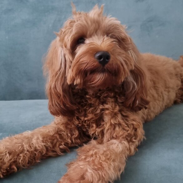 Cavapoo