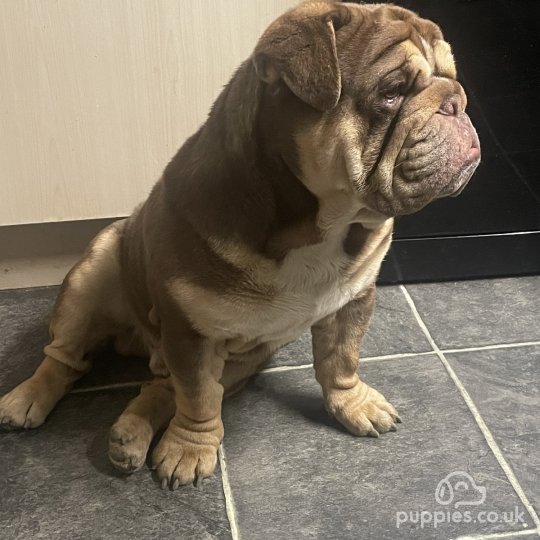 English Bulldog