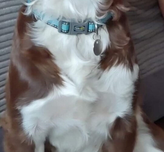 English Springer Spaniel