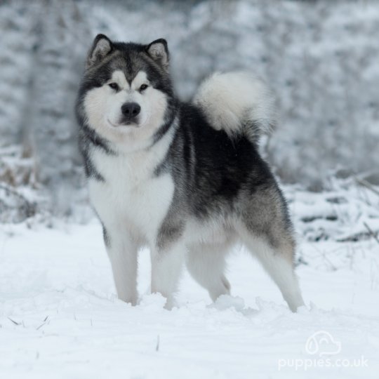 Alaskan Malamute