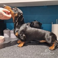 Dachshund (Standard & Miniature)