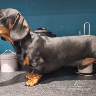 Dachshund (Standard & Miniature)