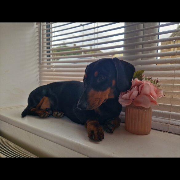 Dachshund (Standard &amp; Miniature)