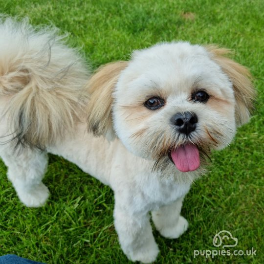 Lhasa Apso