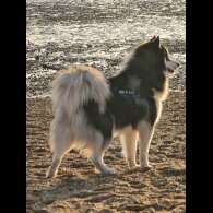 Siberian Husky