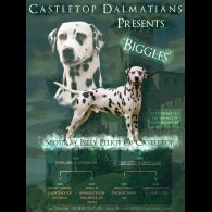 Dalmatian