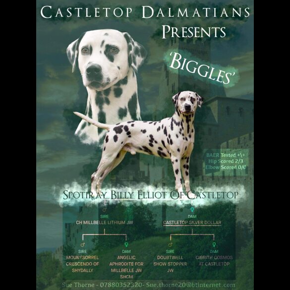 Dalmatian