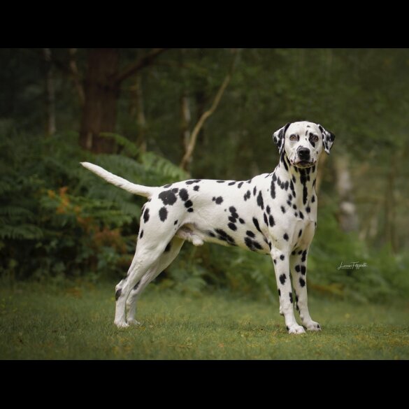 Dalmatian