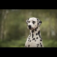 Dalmatian