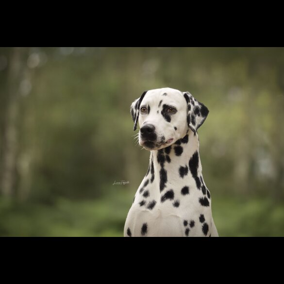 Dalmatian