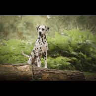Dalmatian