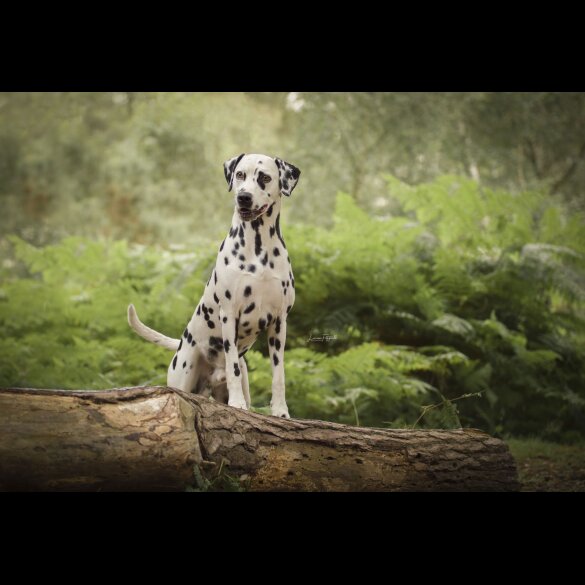 Dalmatian