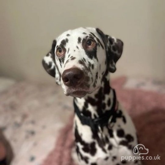 Dalmatian