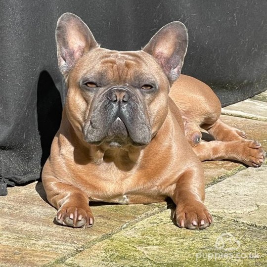 French Bulldog