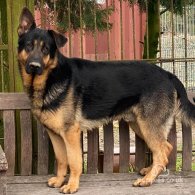 German Shepherd (Alsatian)