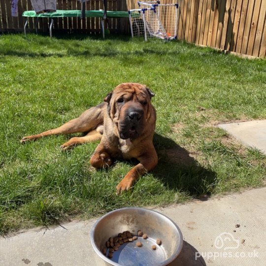 Shar Pei