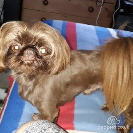 Shih Tzu