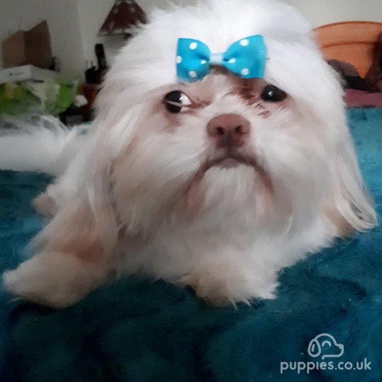 Shih Tzu