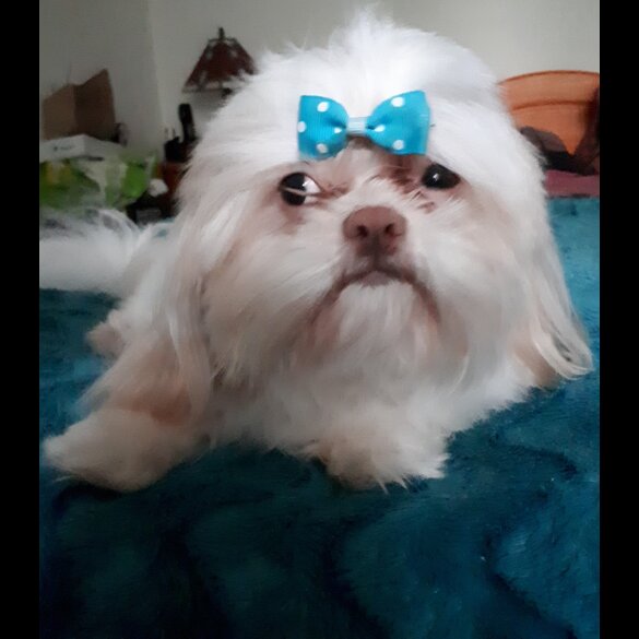 Shih Tzu