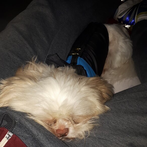 Shih Tzu