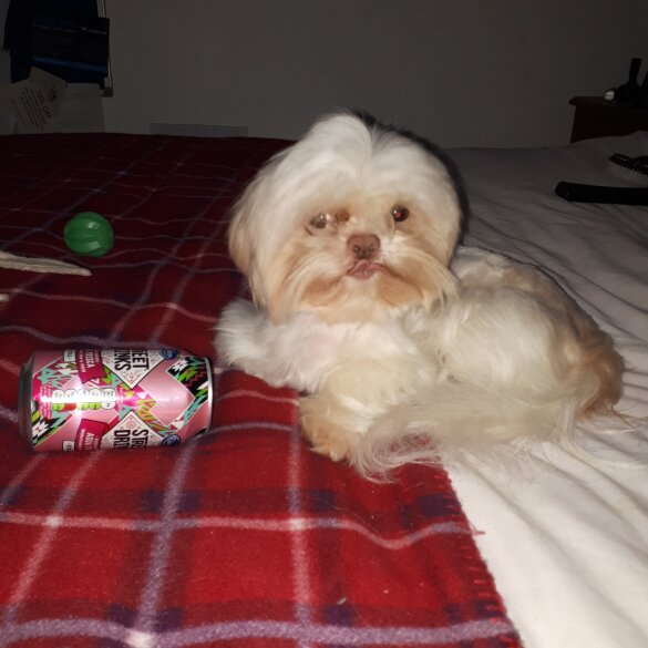 Shih Tzu