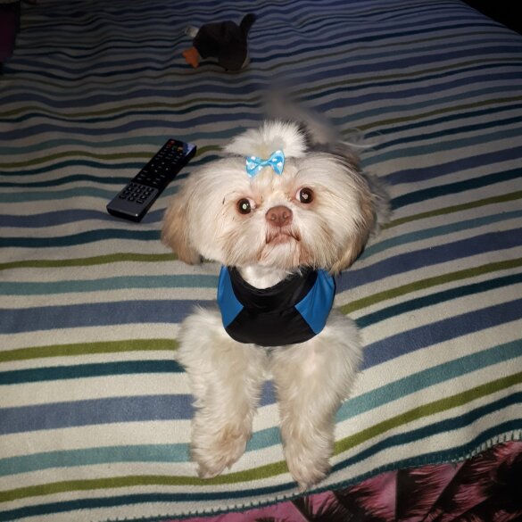 Shih Tzu