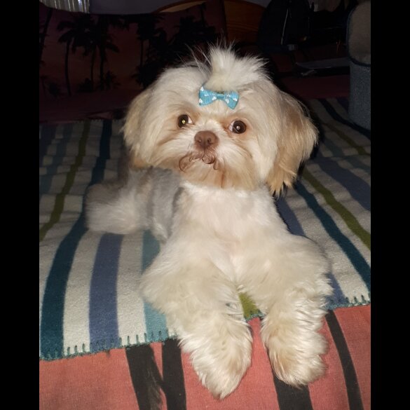 Shih Tzu