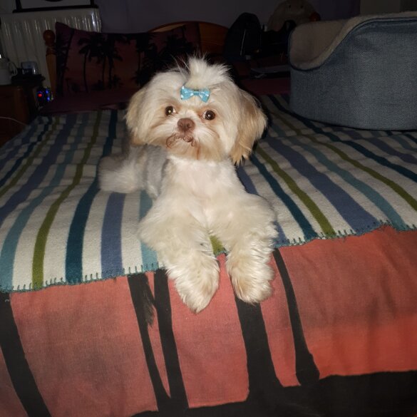Shih Tzu