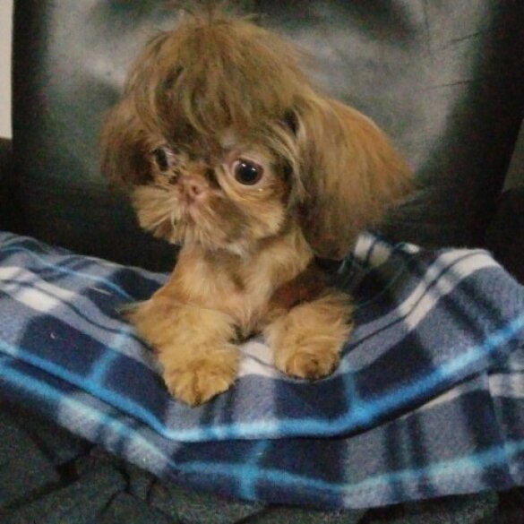 Shih Tzu