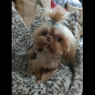 Shih Tzu