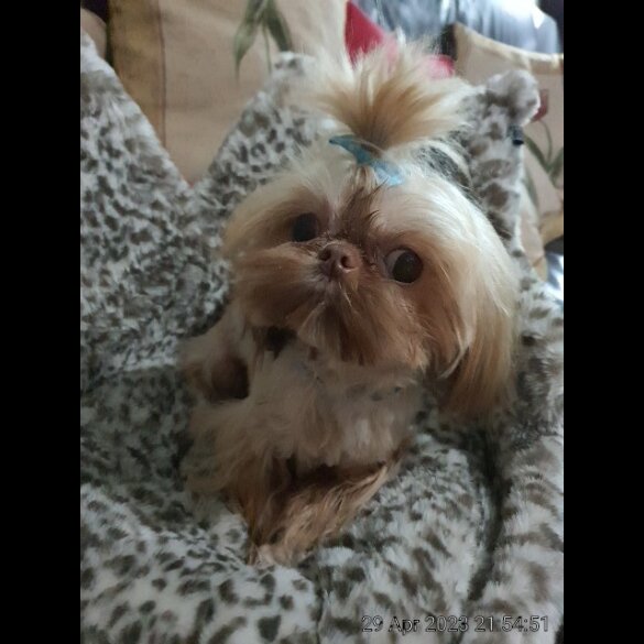 Shih Tzu