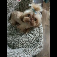 Shih Tzu