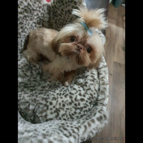 Shih Tzu
