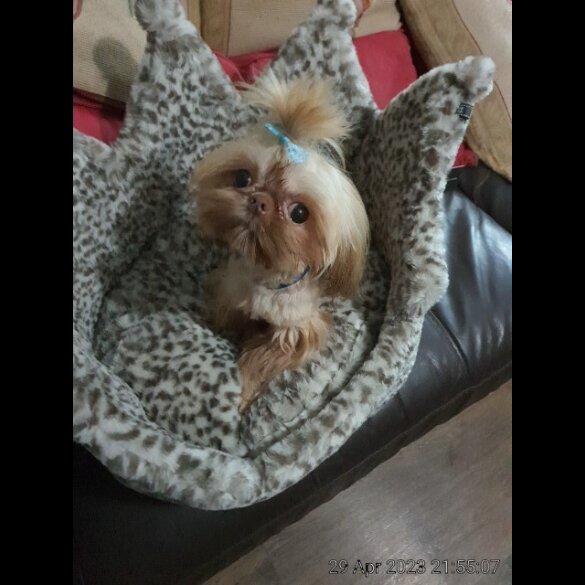Shih Tzu