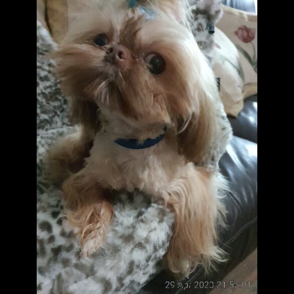 Shih Tzu