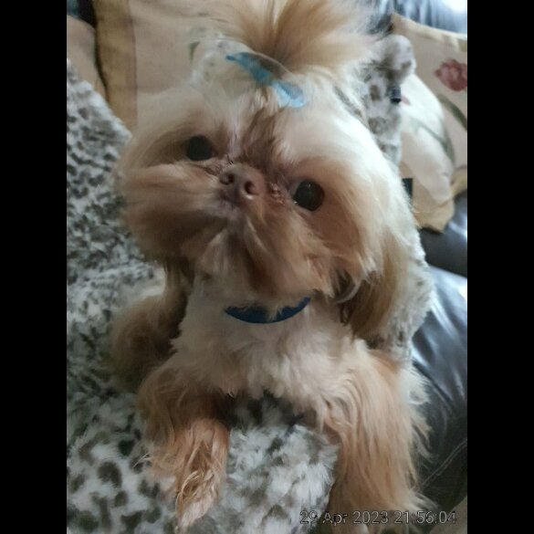 Shih Tzu