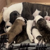 American Bulldog - Dogs