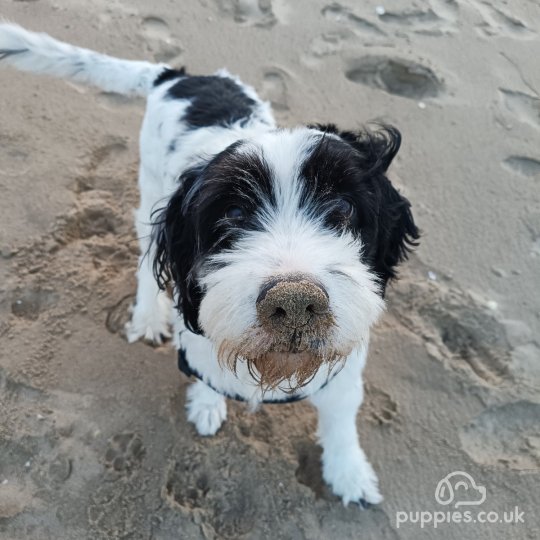 Bearded Collie