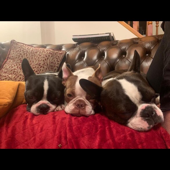 Boston Terrier - Both
