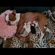 Boston Terrier - Both