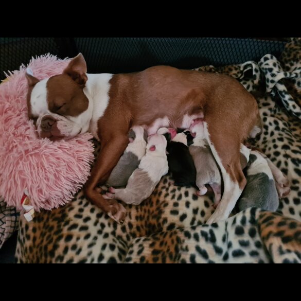 Boston Terrier - Both