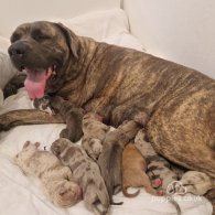 Bullmastiff - Both