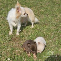 Chihuahua - Dogs