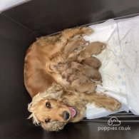 Cockapoo - Both
