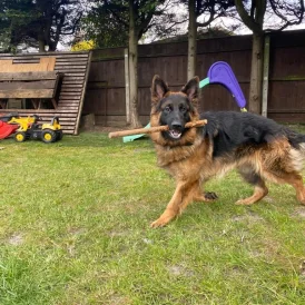 German Shepherd (Alsatian)