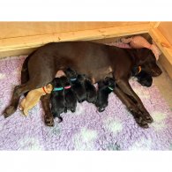 Labrador Retriever - Both